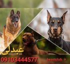 پرورش فروش انواع نژاد سگ در کرج در گروه سگ و گربه در یکمیوه