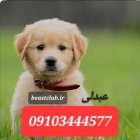 فروش انواع سگ گلدن رتریور در گروه سگ و گربه در یکمیوه