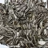 فروش تخمه آفتابگردان خام دور سفید در گروه خرید و فروش انواع تخمه در یکمیوه