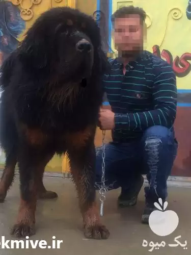 قیمت خرید سگ تبت ماستیف ماهه در تهران در گروه سگ و گربه در یکمیوه -عکس1