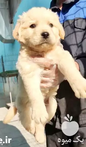 فروش توله گلدن رتریور سگی باهوش در تهران در گروه سگ و گربه در یکمیوه -عکس1