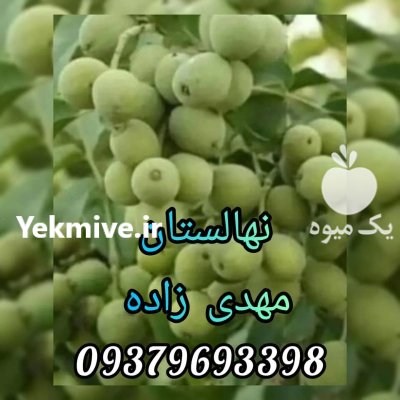 شبکه نهال گردو چندلر گردو ژنوتیپ در بیستون در گروه خرید و فروش نهال گردو در یکمیوه -عکس3