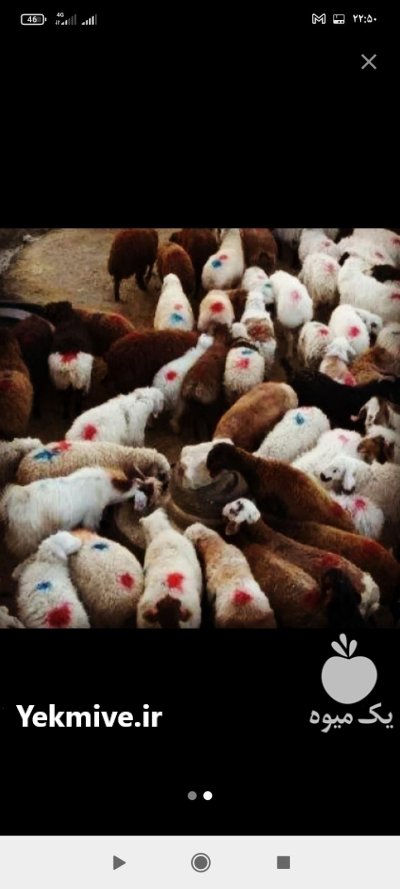 گوسفند زنده ارسال به درب منزل در گروه گاو و گوسفند و میش و بز کهره گوساله در یکمیوه -عکس2