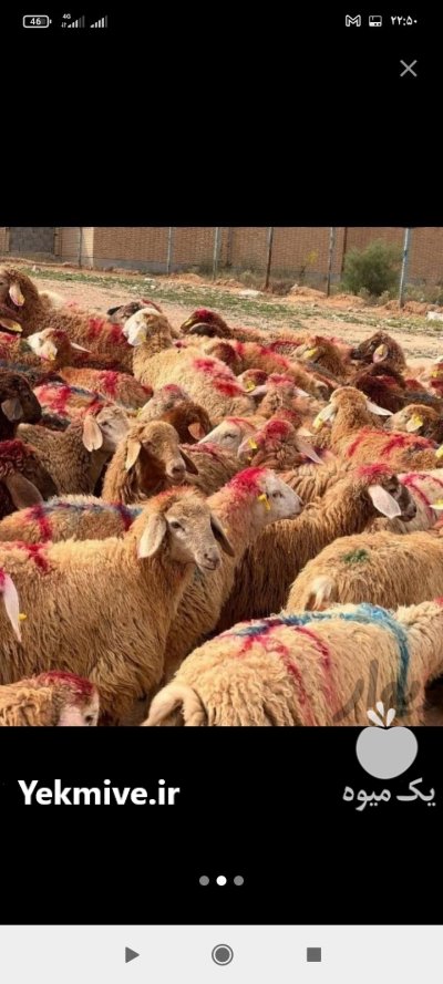 گوسفند زنده ارسال به درب منزل در گروه گاو و گوسفند و میش و بز کهره گوساله در یکمیوه -عکس3