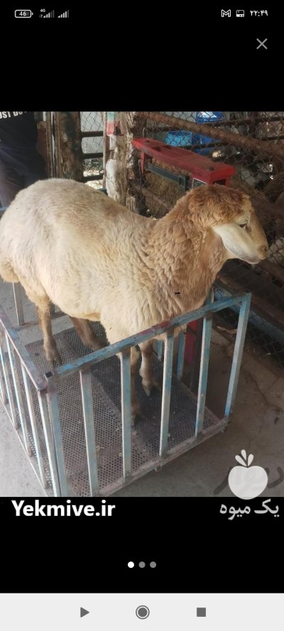 گوسفند زنده ارسال به درب منزل در گروه گاو و گوسفند و میش و بز کهره گوساله در یکمیوه -عکس4