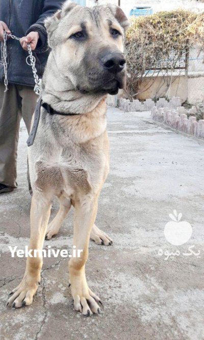 فروش سرابی نر ساله فوق العاده در گروه حیوانات خانگی در یکمیوه -عکس1