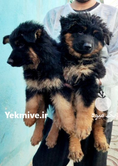 فروش توله سگ ژرمن شپرد کینگ در تهران در گروه حیوانات خانگی در یکمیوه -عکس1