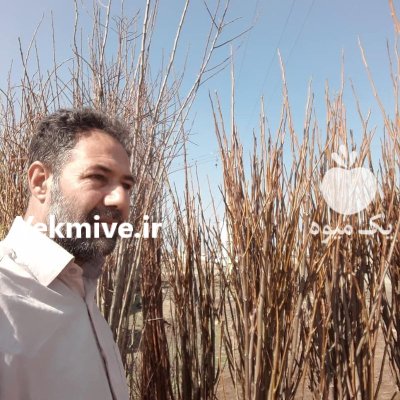 نهال گلابی بیروتی با نهال درگزی اسپادانا در کرج در گروه خرید و فروش نهال در یکمیوه -عکس1