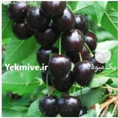 نهال گیلاس تکدانه با آلبالو مجار کاشت در ارومیه در گروه خرید و فروش نهال اصلاح شده در یکمیوه -عکس3