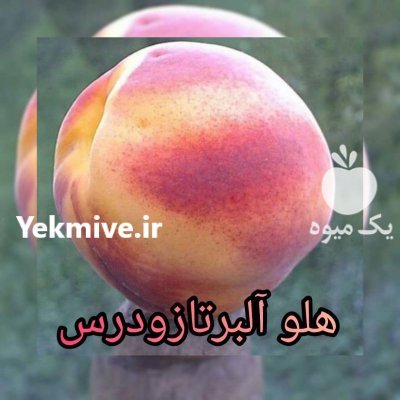 نهال بادام شکوفه آذر کاشت با فرانسیس در گروه خرید و فروش نهال بادام در یکمیوه -عکس1