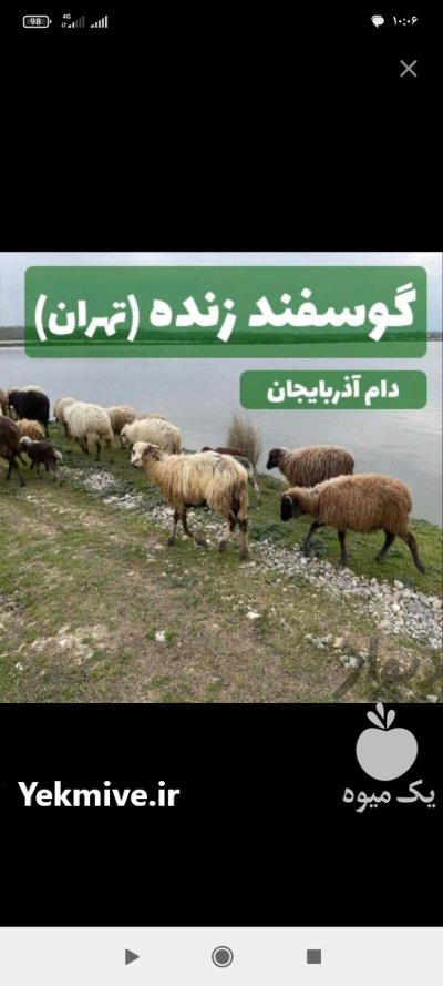 گوسفند زنده جهت قربانی مصرف خانگی در گروه گاو و گوسفند و میش و بز کهره گوساله در یکمیوه -عکس1
