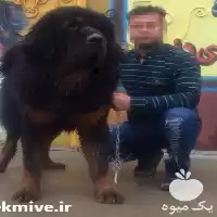 قیمت خرید سگ تبت ماستیف ماهه در تهران در گروه سگ و گربه در یکمیوه