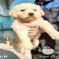 فروش توله گلدن رتریور سگی باهوش در تهران در گروه سگ و گربه در یکمیوه