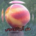 کاشت اصول نهال باهرس کردن درخت در همدان در گروه خرید و فروش نهال در یکمیوه