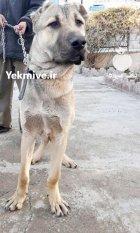 فروش سرابی نر ساله فوق العاده در گروه حیوانات خانگی در یکمیوه