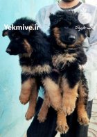 فروش توله سگ ژرمن شپرد کینگ در تهران در گروه حیوانات خانگی در یکمیوه