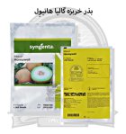 بذر خربزه گالیا هانیو ل سینجنتا در ارومیه در گروه خرید و فروش بذر خربزه در یکمیوه