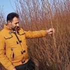 هرس درخت بعد از کاشت نهال پربار شدن نهال در پارس آباد در گروه خرید و فروش نهال در یکمیوه