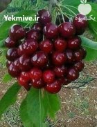 احداث باغ آموزش کاشت هرس نهال در انارک در گروه دوره آموزش کشاورزی در یکمیوه