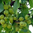 گردوخوشه ای با گردو چندلر قیمت