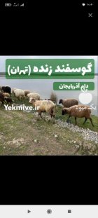 گوسفند زنده جهت قربانی مصرف خانگی در گروه گاو و گوسفند و میش و بز کهره گوساله در یکمیوه