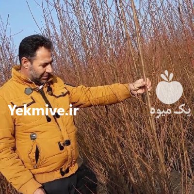 رویال نهال منصورمهدیز اده در میاندوآب 1402 در همدان در گروه دوره آموزش کشاورزی در یکمیوه -عکس1