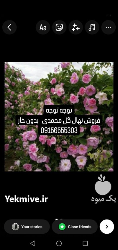 نهال گل محمدی در گروه خرید و فروش نهال گل محمدی در یکمیوه -عکس1