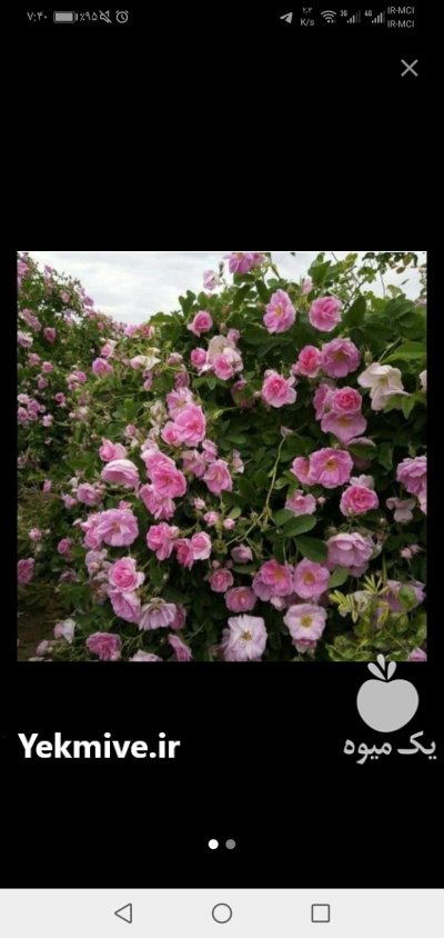 نهال گل محمدی در گروه خرید و فروش نهال گل محمدی در یکمیوه -عکس2