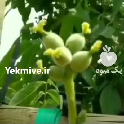 رویال نهال مهدیزاده کاشت گردو چندلر با گردو در گروه خرید و فروش نهالستان در یکمیوه -عکس2