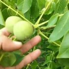 رویال نهال مهدیزاده گردو ژنوتیپ در گروه خرید و فروش نهال گردو در یکمیوه