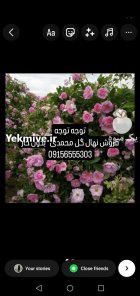 نهال گل محمدی در گروه خرید و فروش نهال گل محمدی در یکمیوه