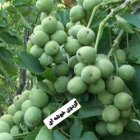 رویال نهال مهدیزاده کاشت گردو چندلر در بیستون در گروه خرید و فروش نهال در یکمیوه