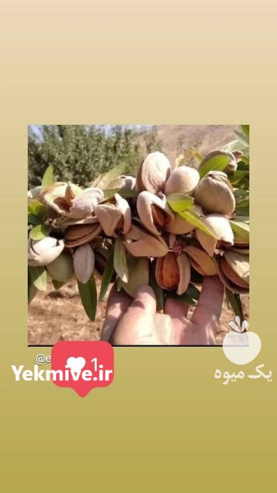 کاشت نهال بادام در کوهستان های اصفهان و حومه در گروه خرید و فروش نهال بادام در یکمیوه -عکس2
