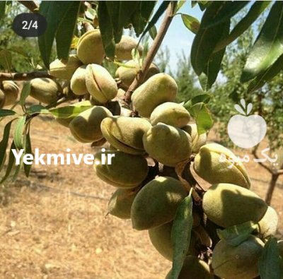 کاشت نهال بادام در کوهستان های اصفهان و حومه در گروه خرید و فروش نهال بادام در یکمیوه -عکس4