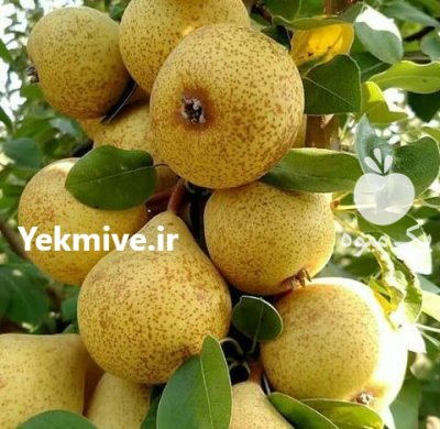 گیلاس آلبالو کاشت نهال زردآلو قیصی در فشم در گروه خرید و فروش نهال در یکمیوه -عکس3