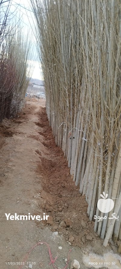 فروش نهال مثمر و غیرمثمر در دماوند در گروه خرید و فروش نهال میوه در یکمیوه -عکس1