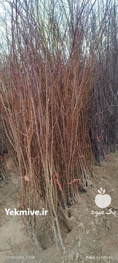 فروش نهال مثمر و غیرمثمر در دماوند در گروه خرید و فروش نهال میوه در یکمیوه -عکس2