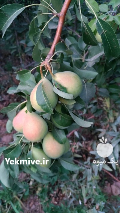 فروش نهال مثمر و غیرمثمر در دماوند در گروه خرید و فروش نهال میوه در یکمیوه -عکس3