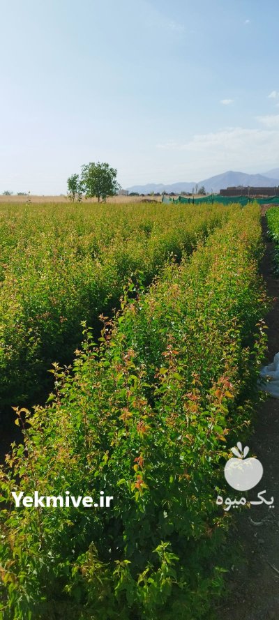 فروش نهال مثمر و غیرمثمر در دماوند در گروه خرید و فروش نهال میوه در یکمیوه -عکس4