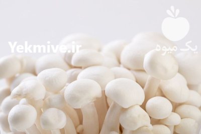 خرید انواع بذر قارچ دکمه ای در کرمانشاه در گروه خرید و فروش قارچ در یکمیوه -عکس1