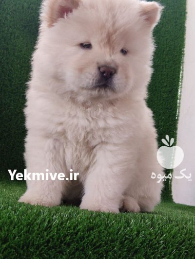 فروش سگ چاوچا و کیفیت فوق در گروه سگ و گربه در یکمیوه -عکس1