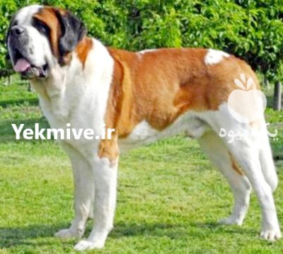 فروش سگ سنت برنارد نژاد سگ در تهران در گروه سگ و گربه در یکمیوه -عکس1