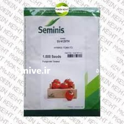 بذر گوجه فرنگی گلخانه ای 4129 در اهواز در گروه خرید و فروش بذر گوجه در یکمیوه -عکس1