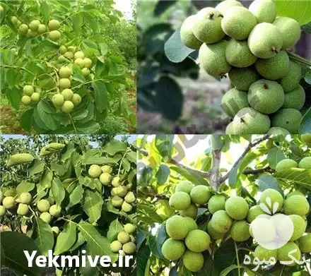 فروش نهال گردو در گروه خرید و فروش نهال گردو در یکمیوه -عکس1
