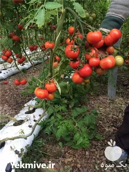 قیمت خرید گروبگ گوجه فرنگی در گروه خرید و فروش بسته بندی نایلونی در یکمیوه -عکس1
