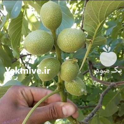 قیمت نهال گردو ژنوتیپ با گردو در چالوس در گروه خرید و فروش نهال گردو در یکمیوه -عکس1