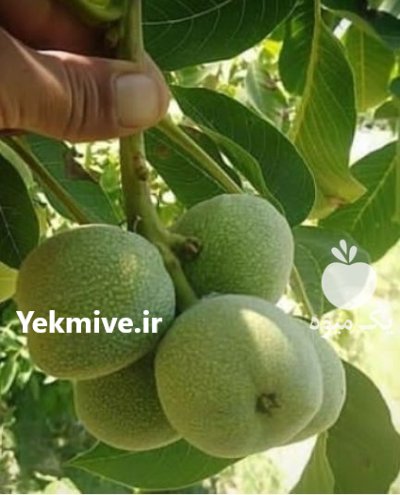 قیمت نهال گردو ژنوتیپ با گردو در چالوس در گروه خرید و فروش نهال گردو در یکمیوه -عکس2