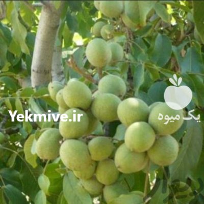 قیمت نهال گردو ژنوتیپ با گردو در چالوس در گروه خرید و فروش نهال گردو در یکمیوه -عکس3