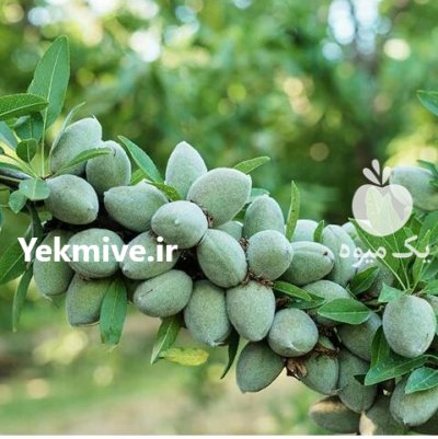 کاشت بادام دیمی آذرشکوفه مهدیزاده در گروه خرید و فروش نهال بادام در یکمیوه -عکس3