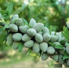 کاشت نهال بادام در کوهستان های اصفهان و حومه در گروه خرید و فروش نهال بادام در یکمیوه